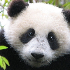 Naissance d'un panda