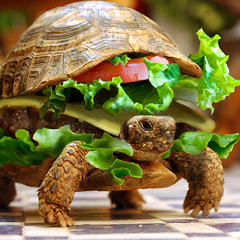 Hamburger de tortue