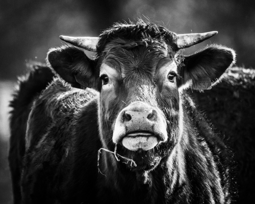 Vache par Laurent Baheux (photo)